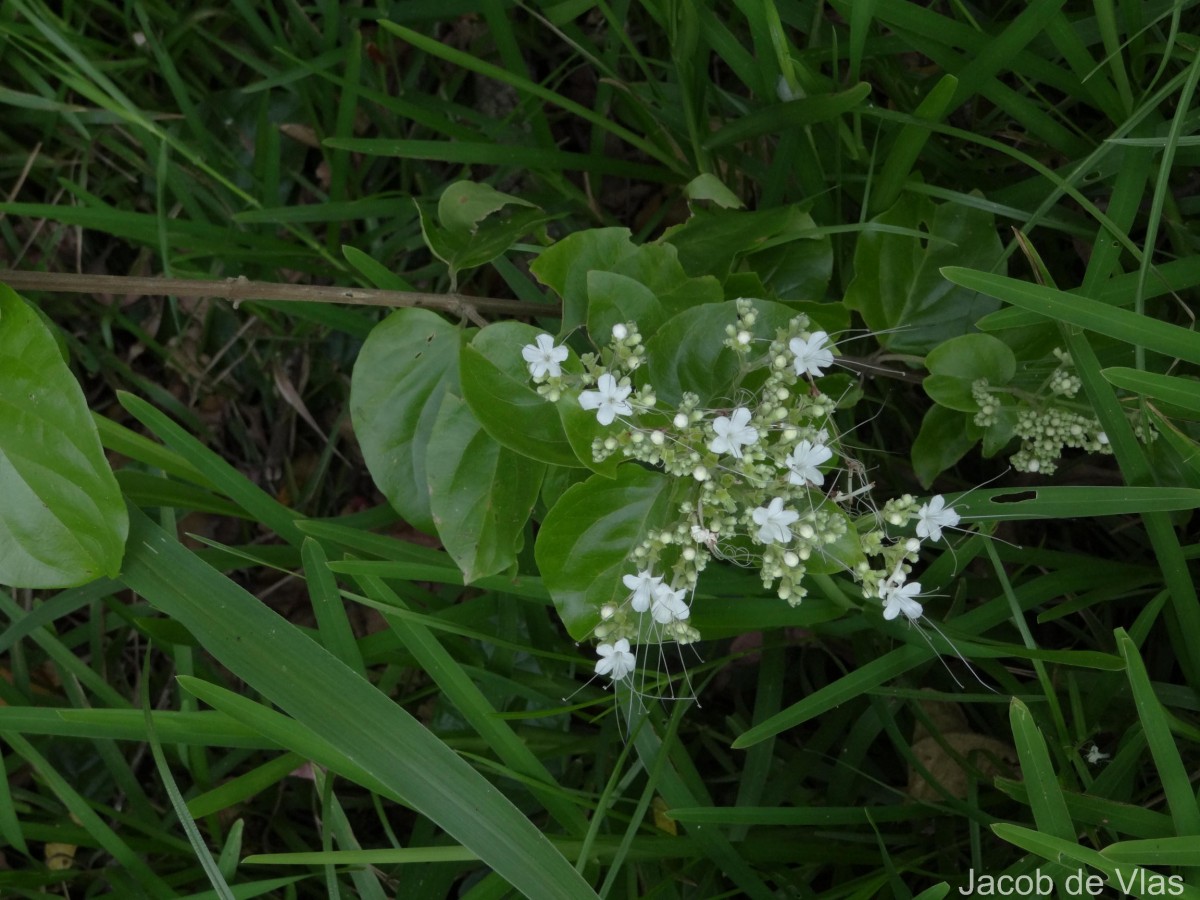 Glossocarya scandens (L.f.) Trimen